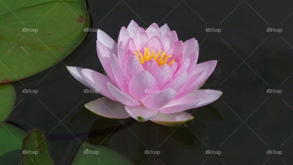Pink Pond Lily