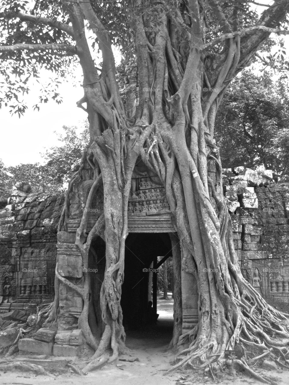 Old Buddhist monastery with large tree roots