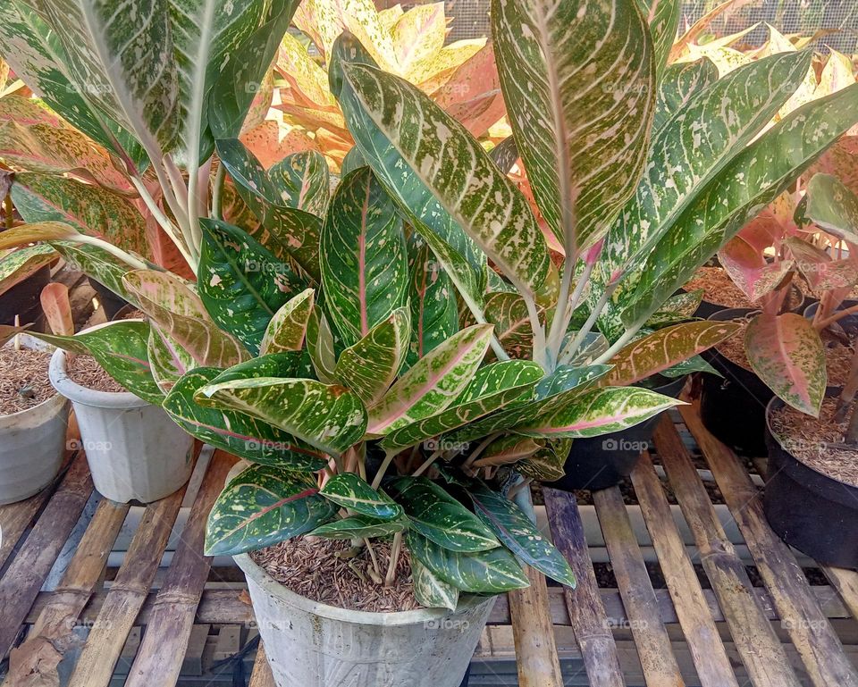 some tropical house plants with green and other natural patterns