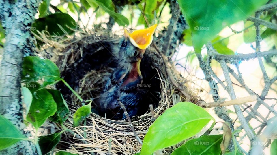 baby bird in a nest