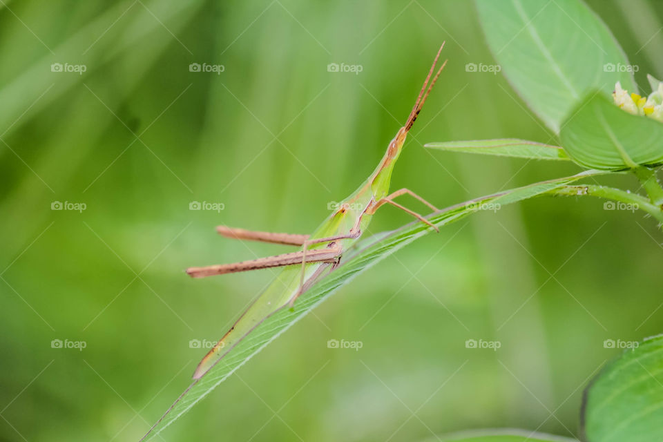 grasshopper