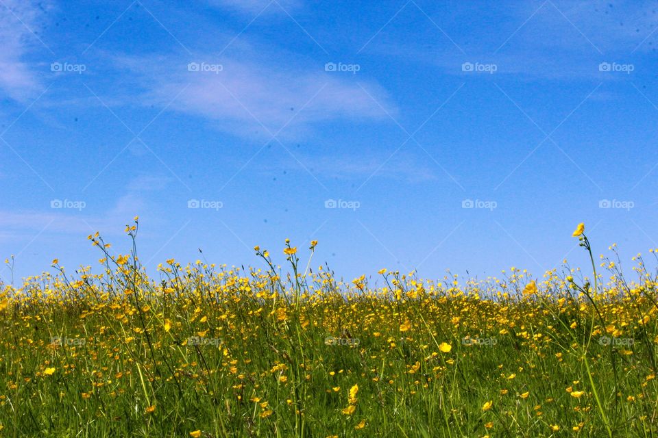 Buttercup Meadow 