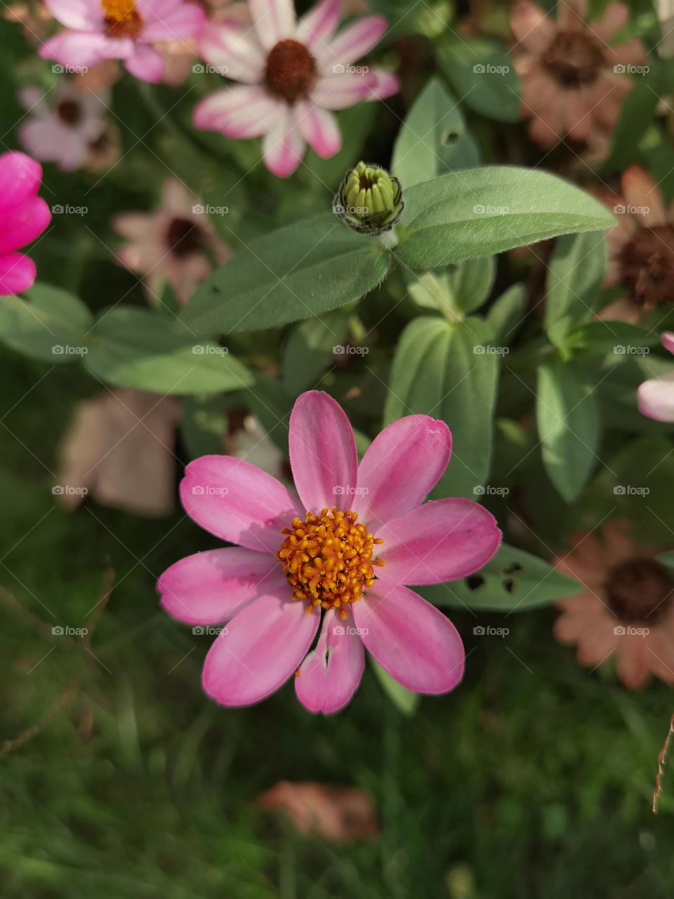 Cute little pink flower
