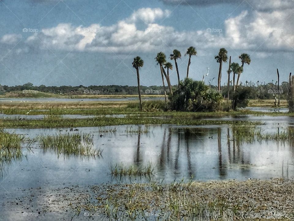 Palm trees in a marsh