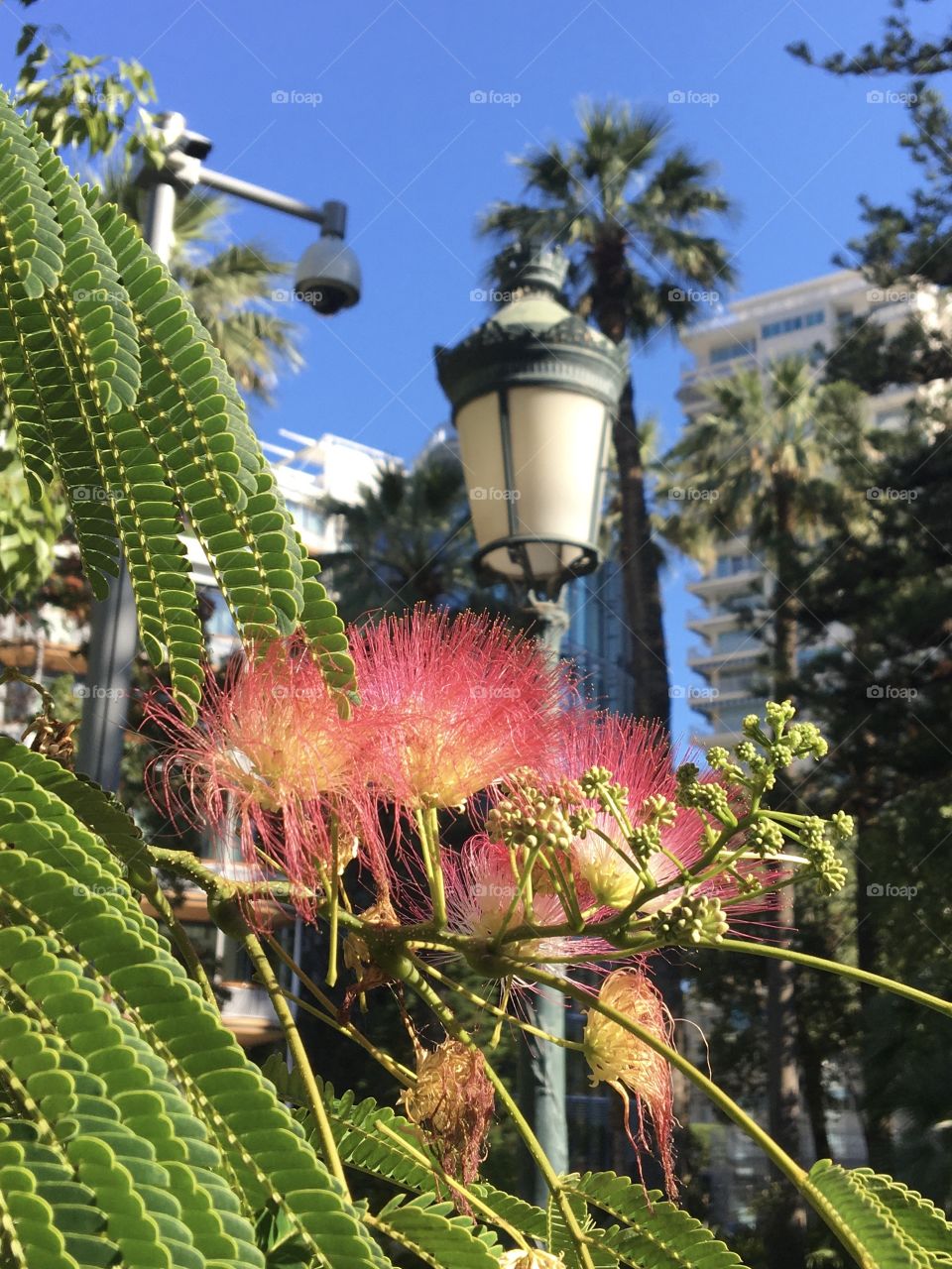 Exotic flower in city