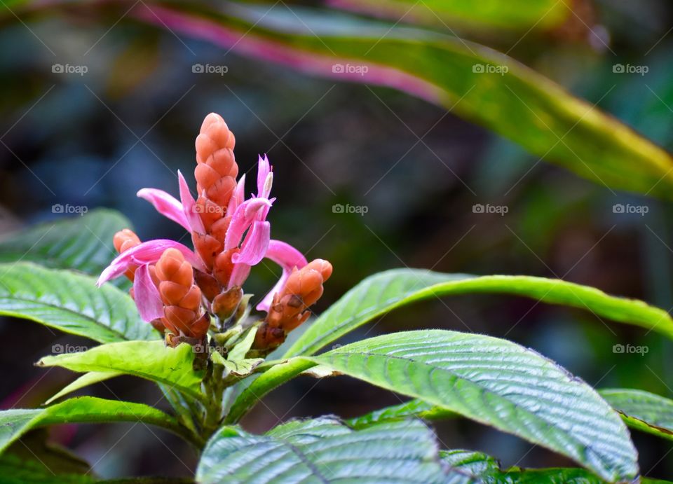 Mother Nature loves jarring colors. The Panama queen, or APHELANDRA sinclairiana, displays flowers in late winter with orange bracts and rosy pink flowers