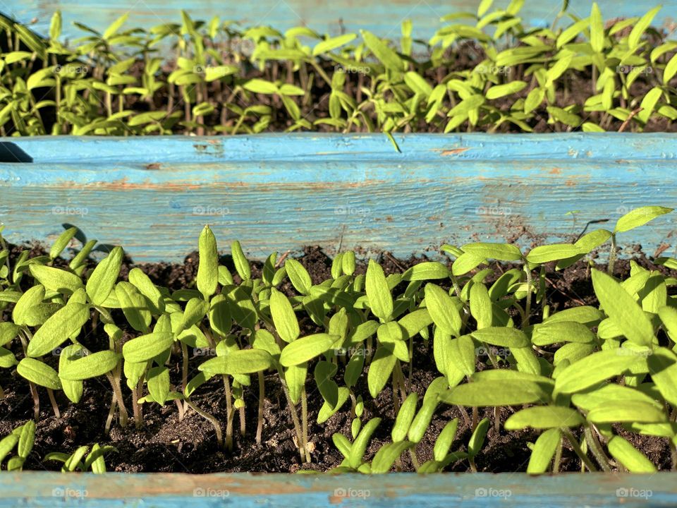 Green tomato sprouts in soil, spring indoor seedlings, growing vegetables in home garden, wooden box