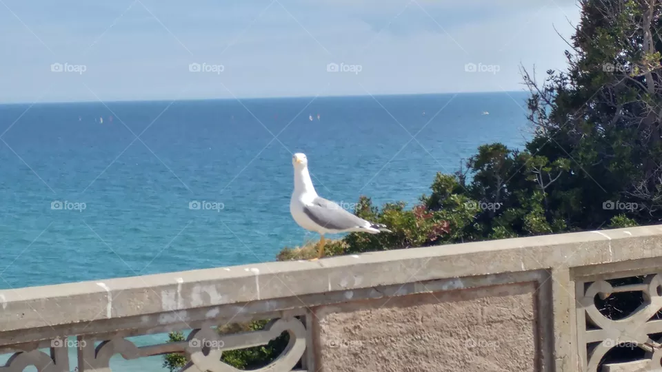 bird