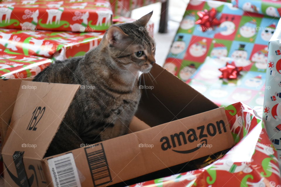 Amazon kitty