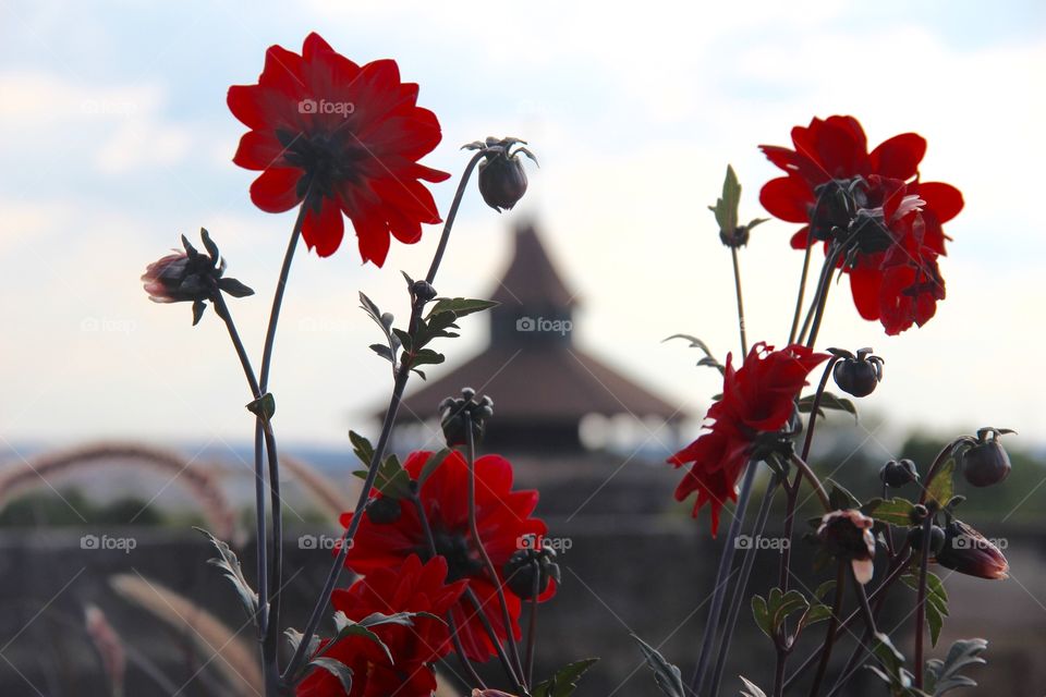 Blossom of red flowers