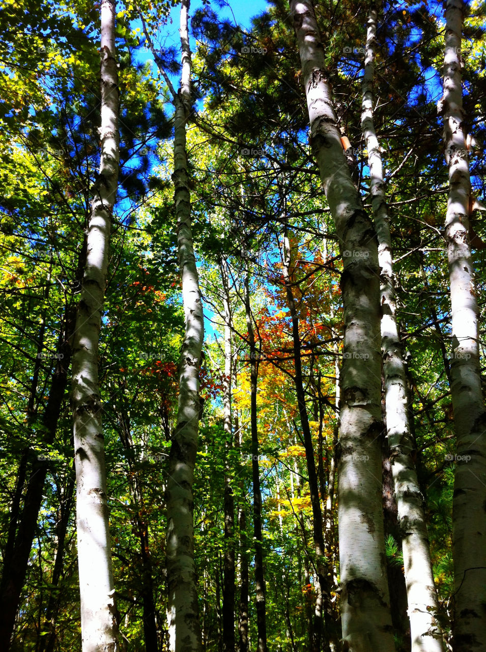 white color trees leaves by serenitykennedy