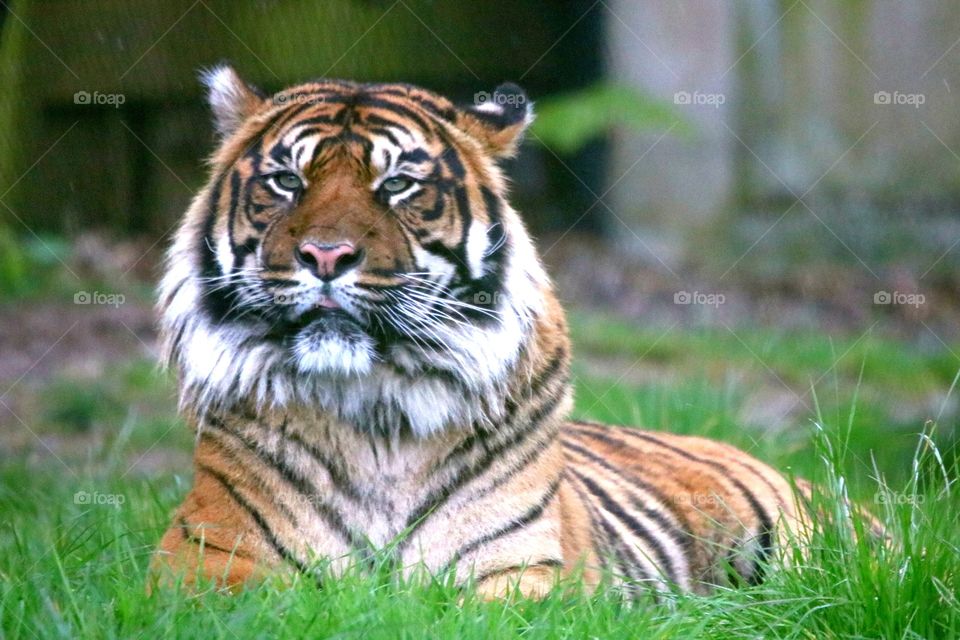 tiger