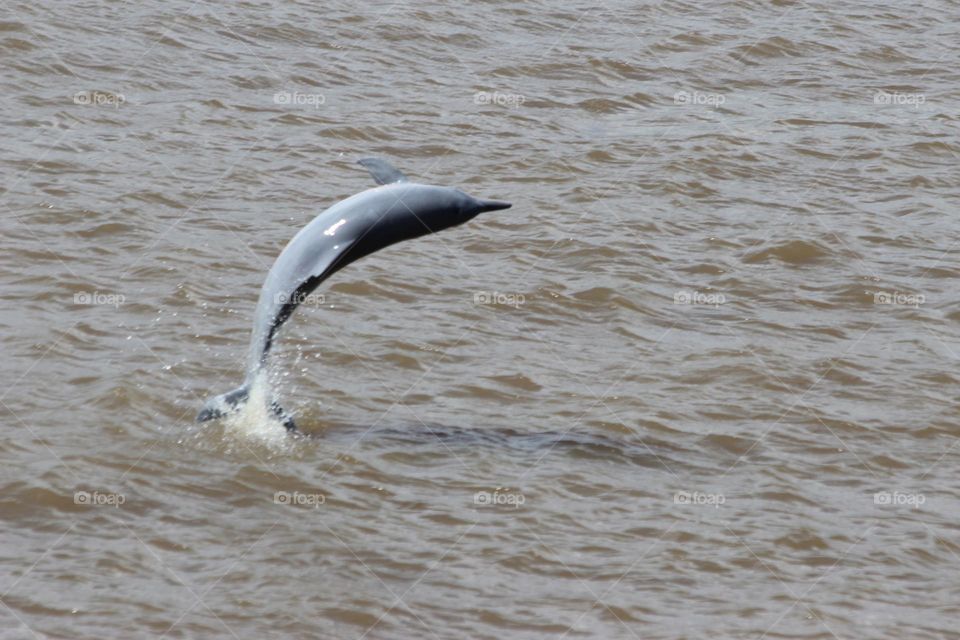 Delfín de río