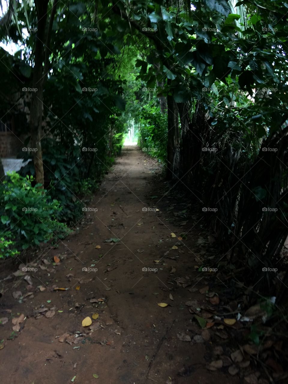 Beautiful path