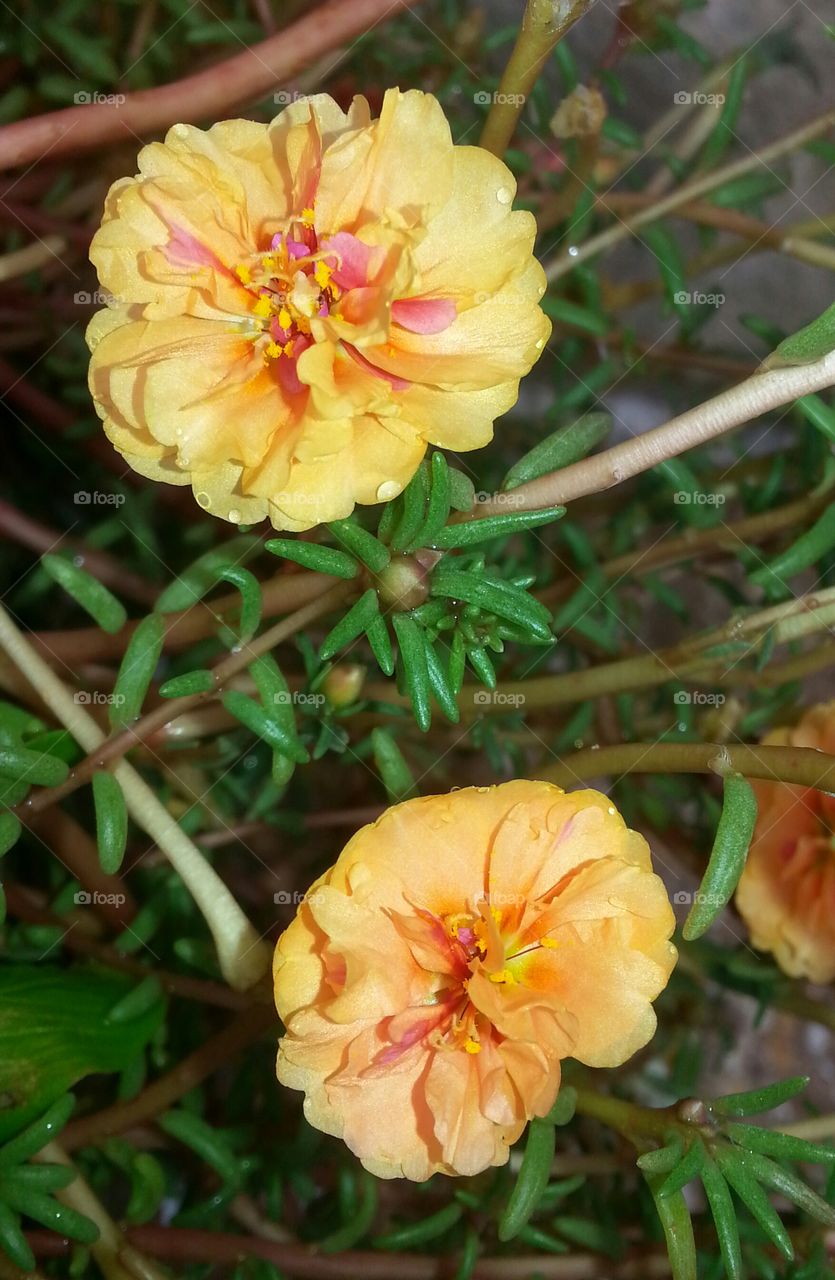 portulaca