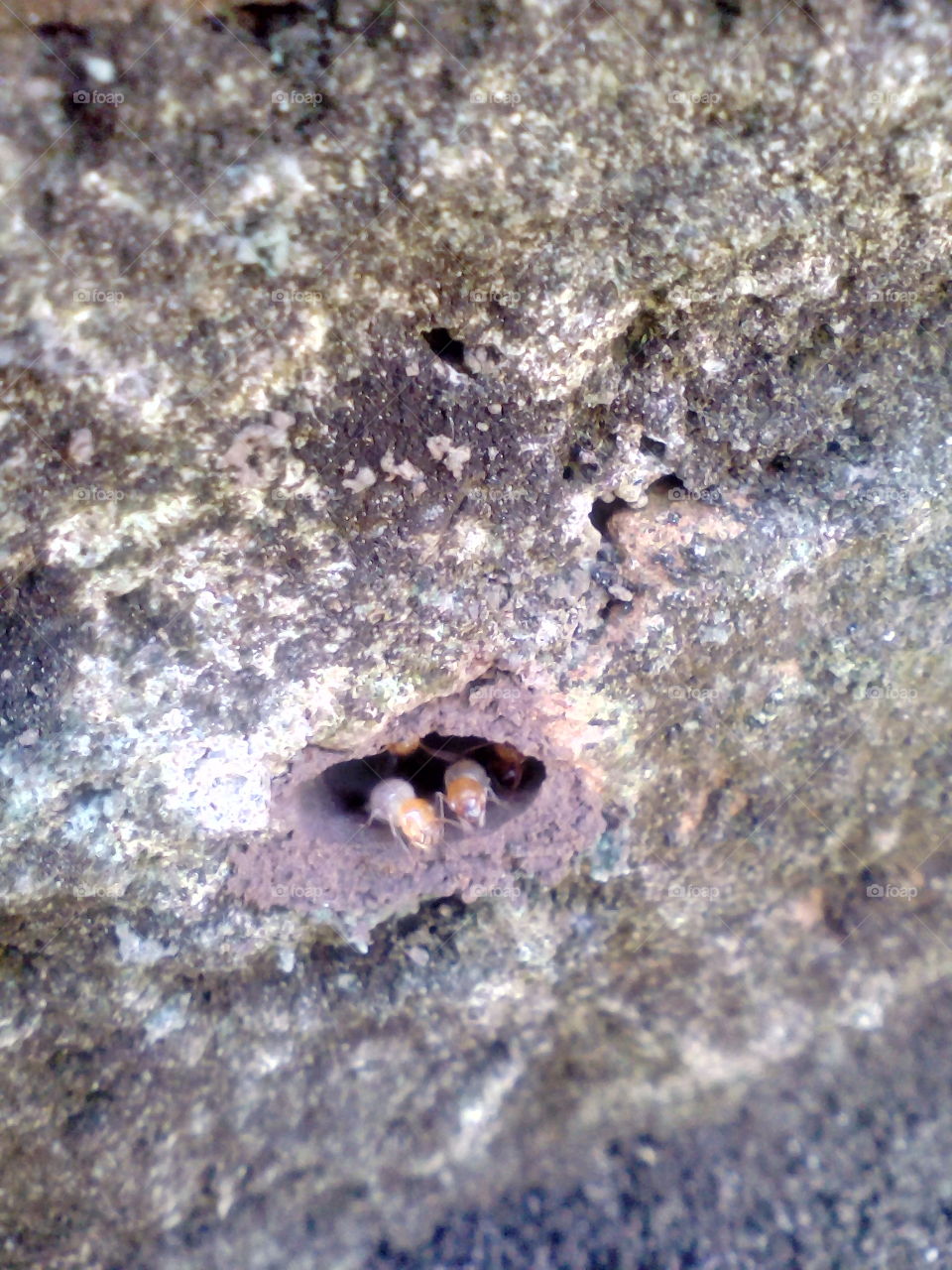 white ant in the hole!