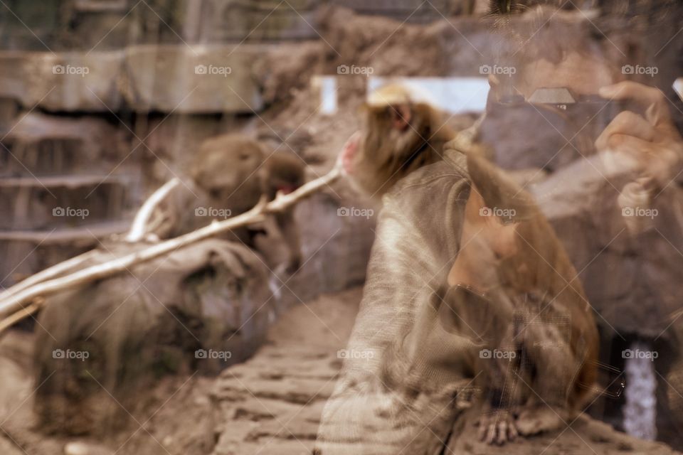 Reflections In The Glass, Self Portrait At The Zoo, Animal Portrait, Human Portrait