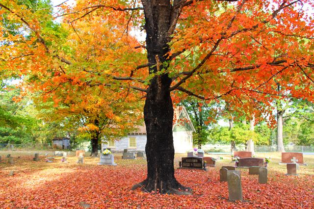 Fall Graveyard