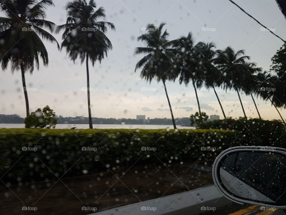 palm trees in a row from car on rainy day