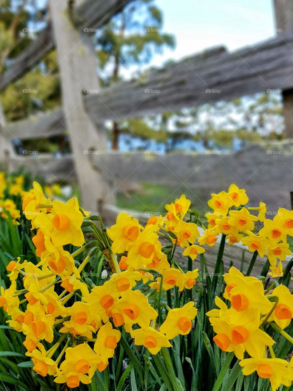 Daffodils by the fence