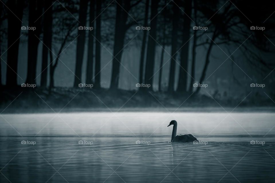 A Mute Swan basks in the early morning. Garner, North Carolina. 