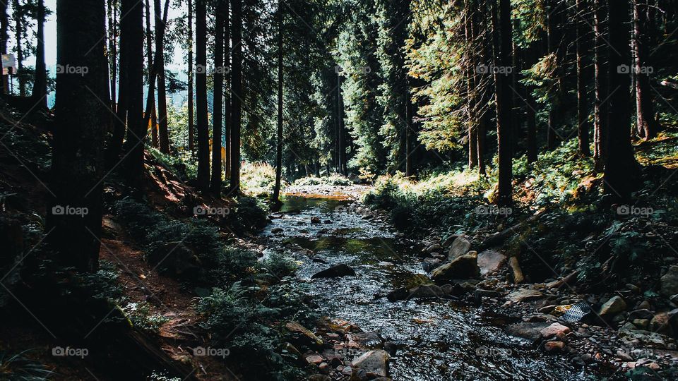 Stream in a coniferous forest.