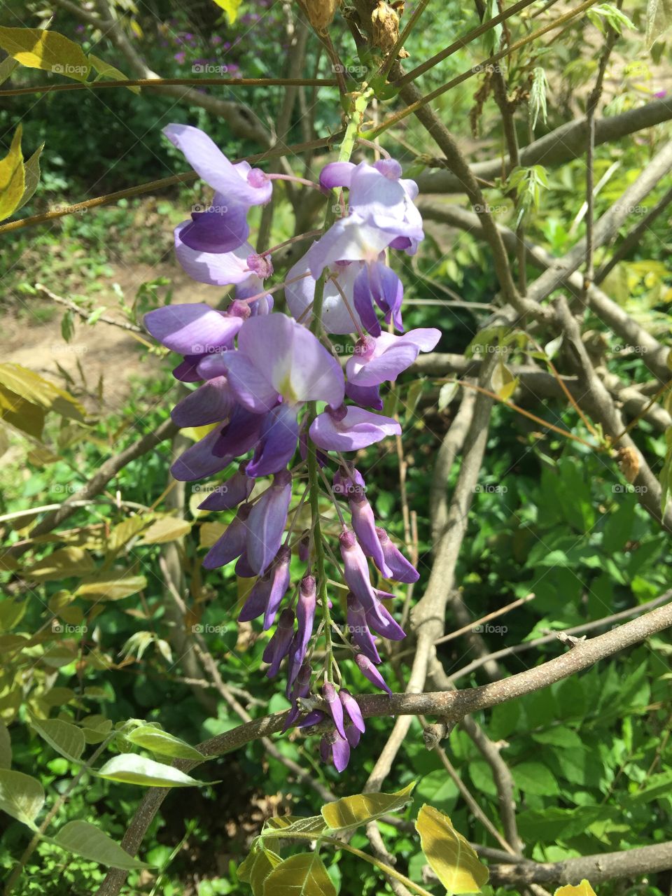 Wisteria