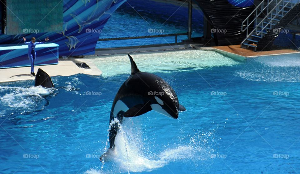 killer whale in California