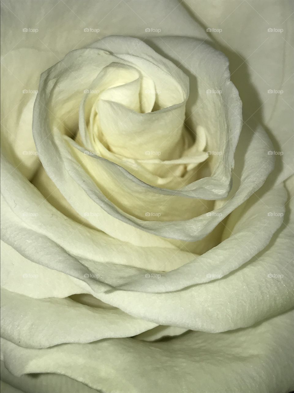 White Rose 