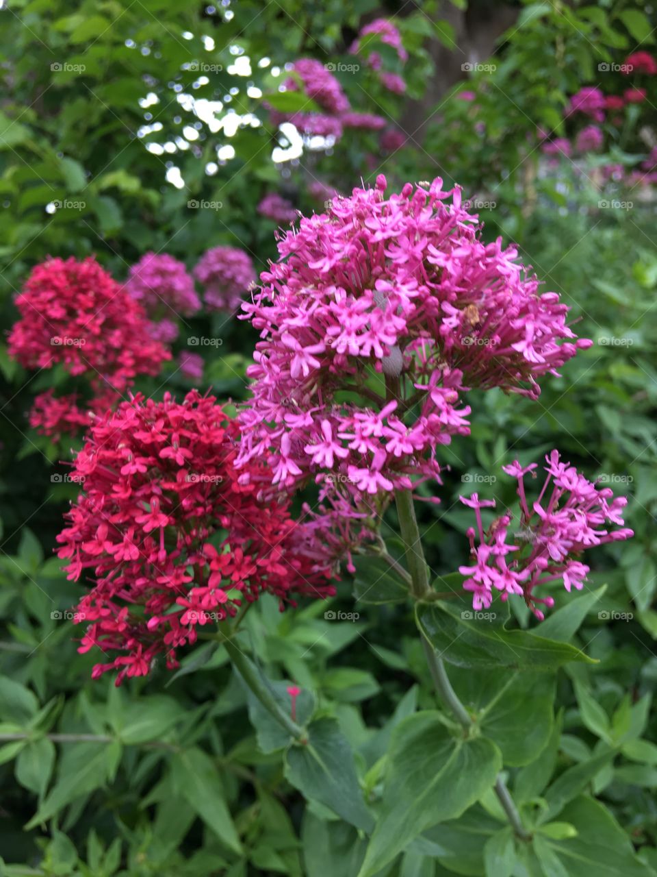 The stunning colours of nature, side by side, balanced and detailed in this photo. 