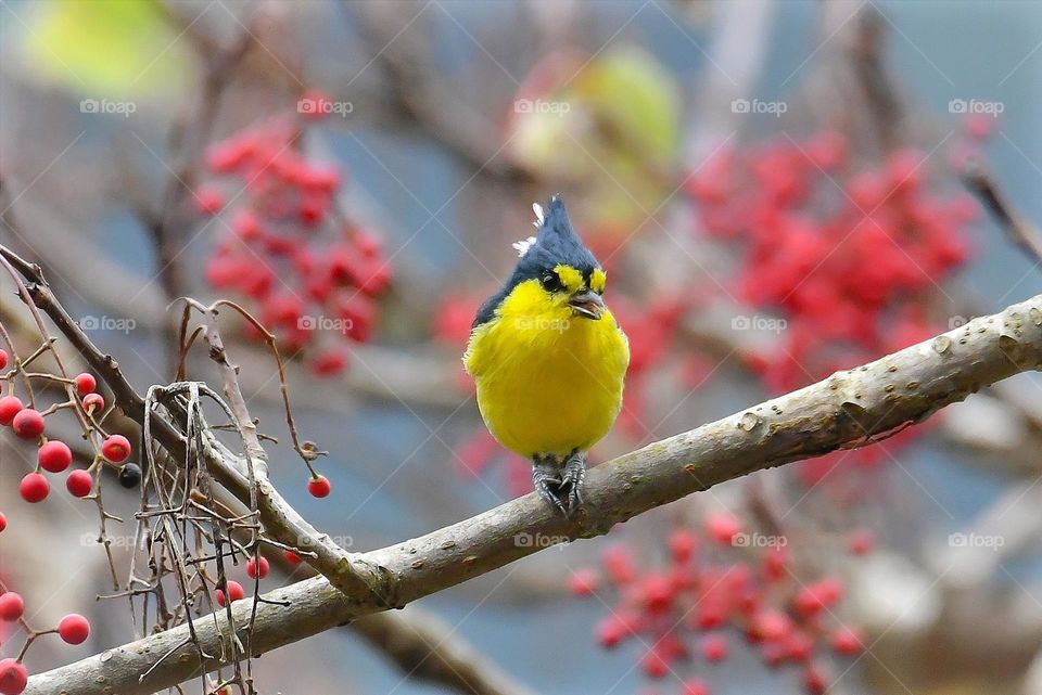 Beautiful and cute bird