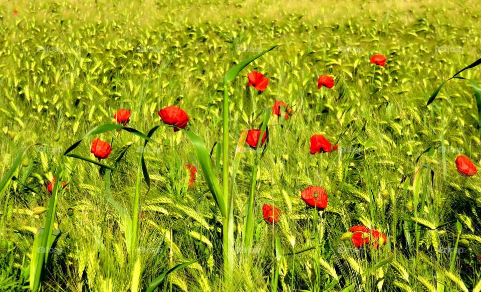 poppy field