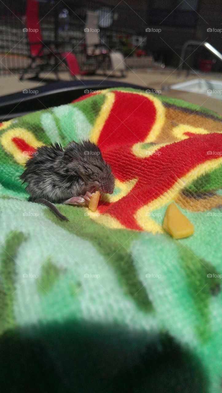 Rescued Mouse