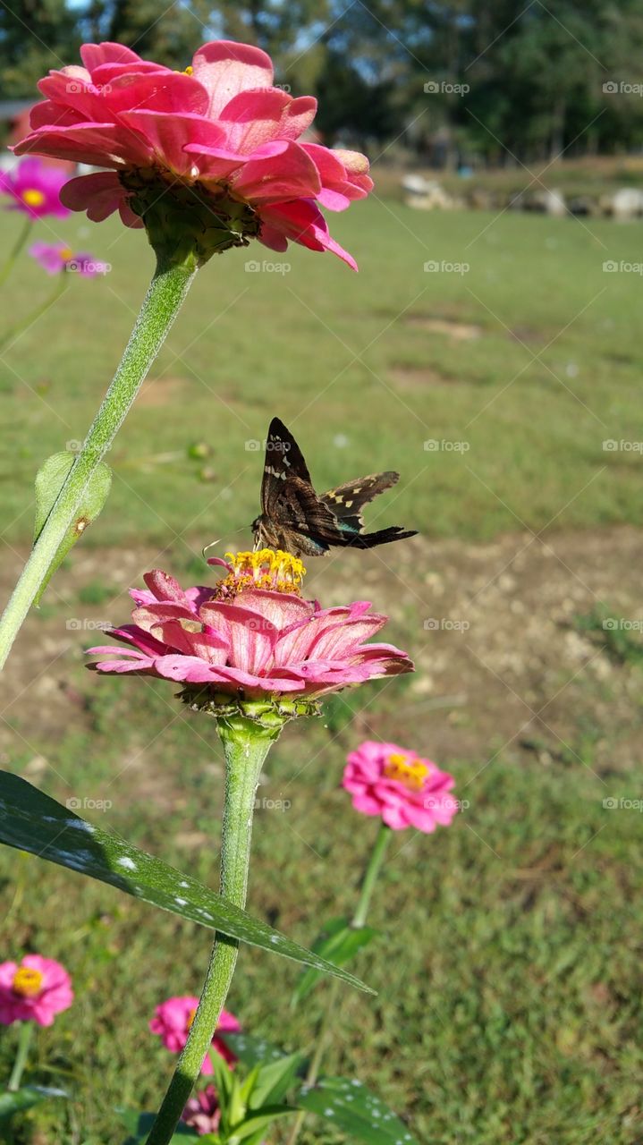 beautiful. beautiful butterfly on a pink flower