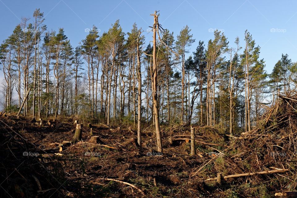 Clear cutting operation . Clearing an area of pine trees, Stavanger, Norway.