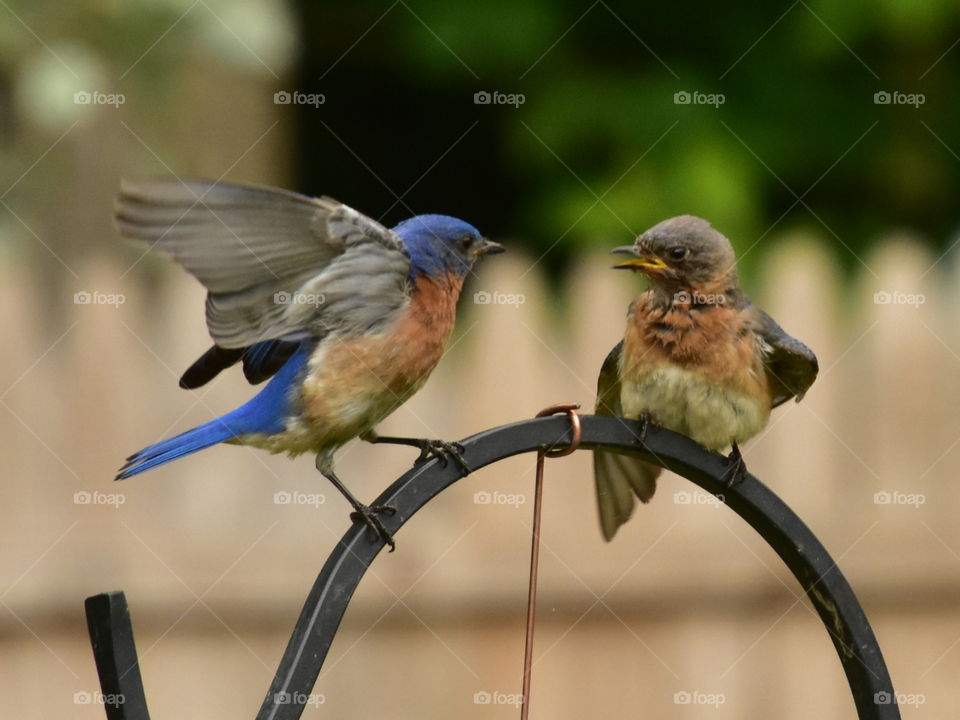bluebird family having a heated discussion