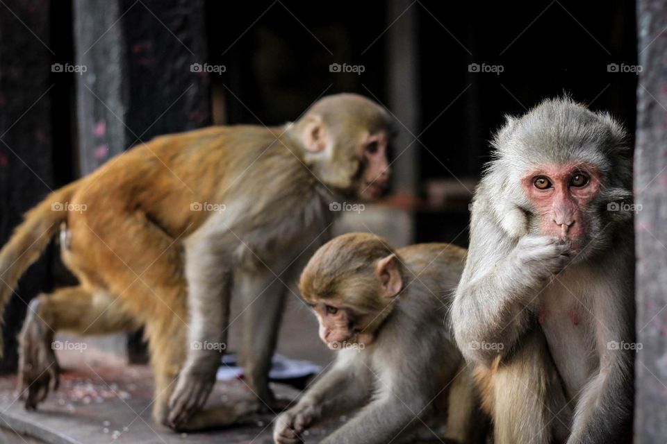 Monkeys in Kathmandu 