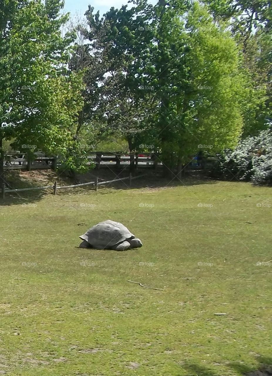 tortoise