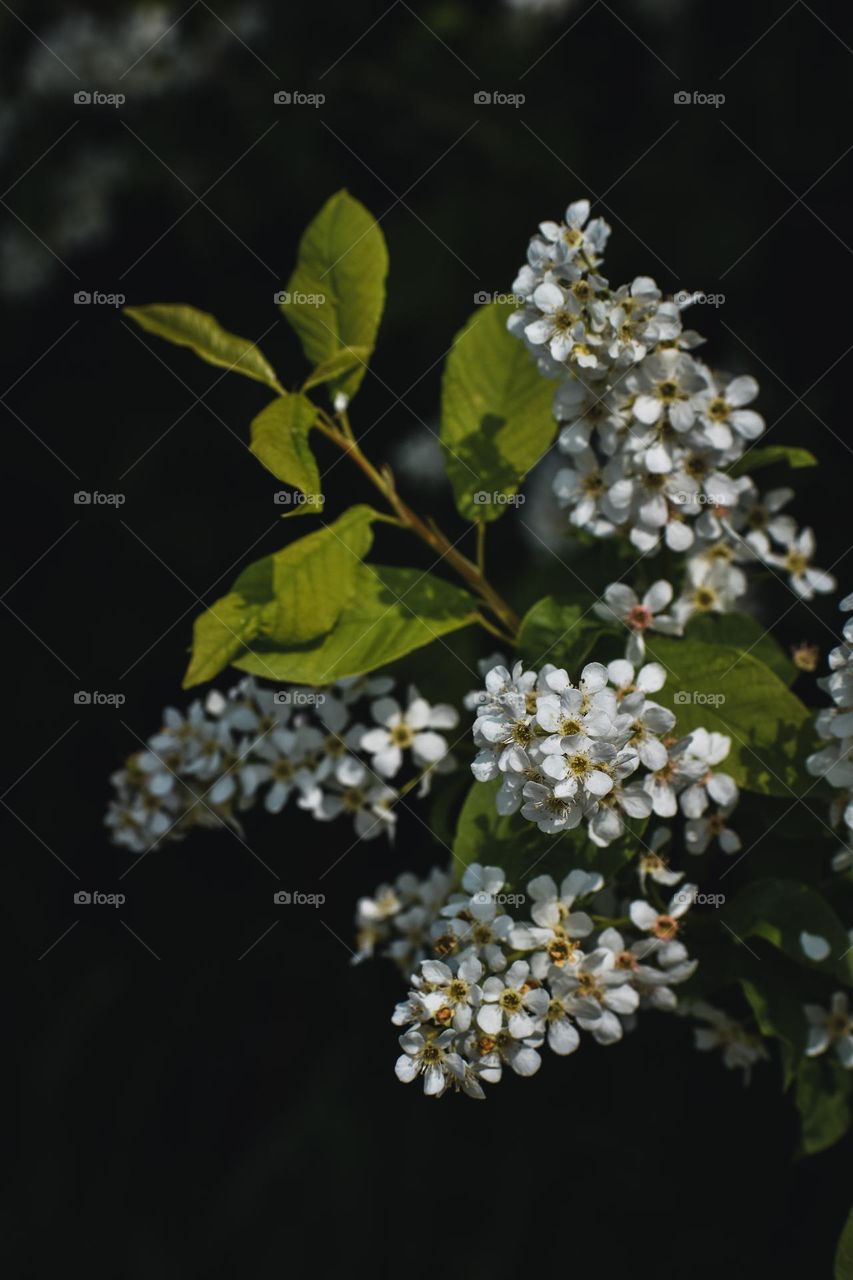 A blooming twig of a tree