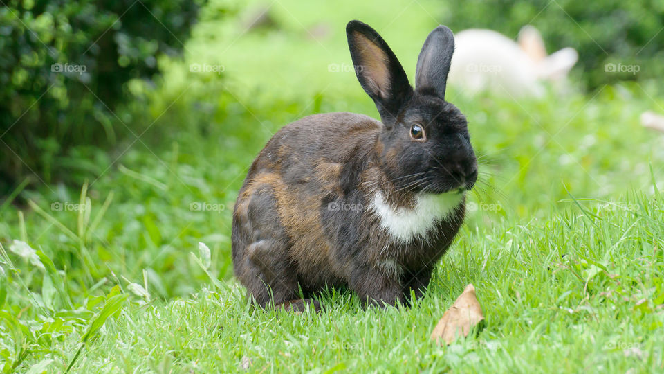 Cute bunny in grass field.