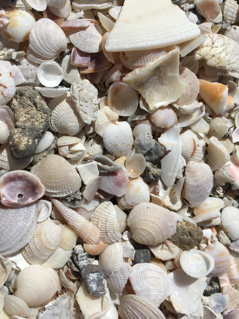 Shells