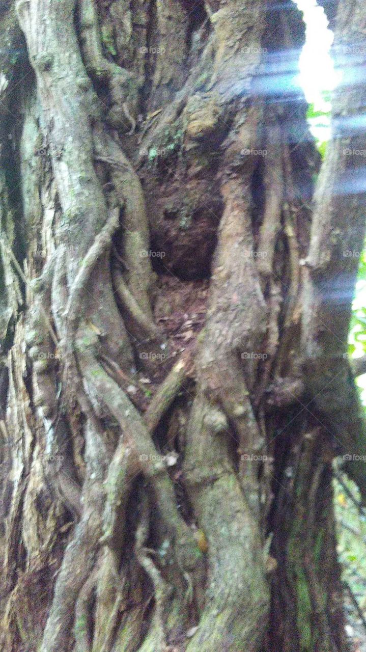 can u see the man in the tree?