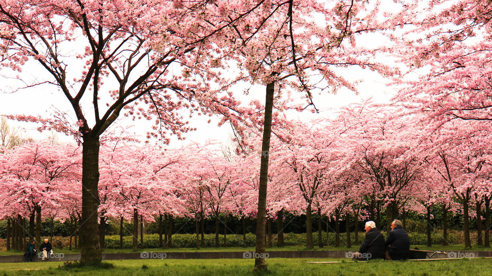 Two elderly men sitting by the cherry blossom park in Amsterdam. This place is the proof of bilateral relationship between Japan and Netherlands.
