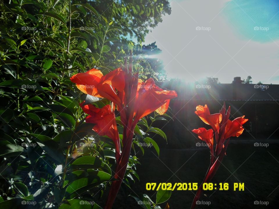 Texas canna flower 🌸 3. This is another picture of the same Texas canna flower 🌸 growing in my mother's flower garden in Graham Texas