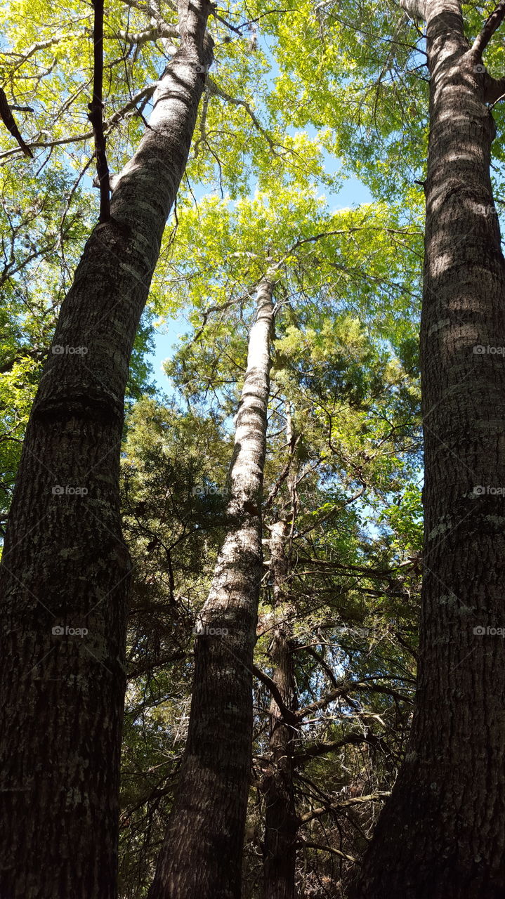 Vertical Framed Trees in Forest