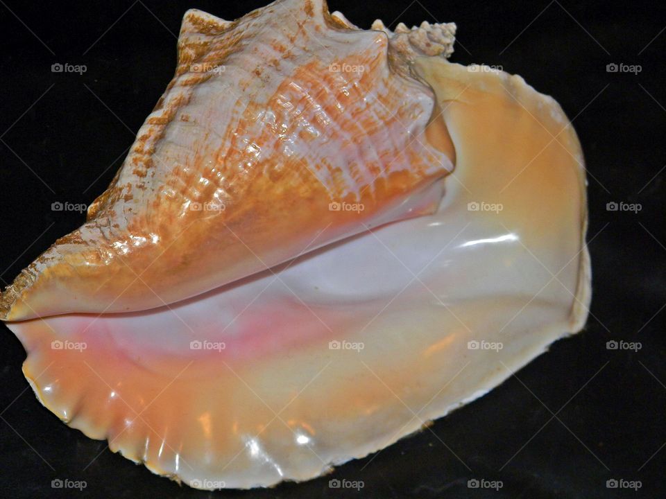 seashell
