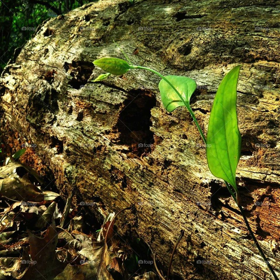 green growth by a rotten log with holes in forest
