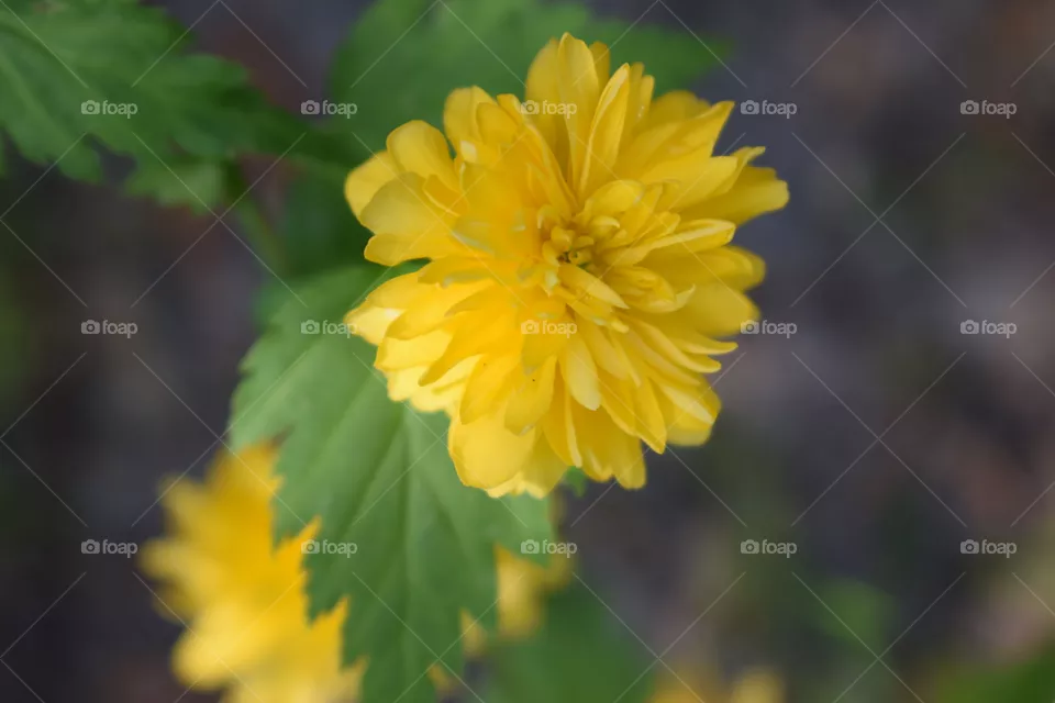 gelbe Blüte der japanischen Kerrie
