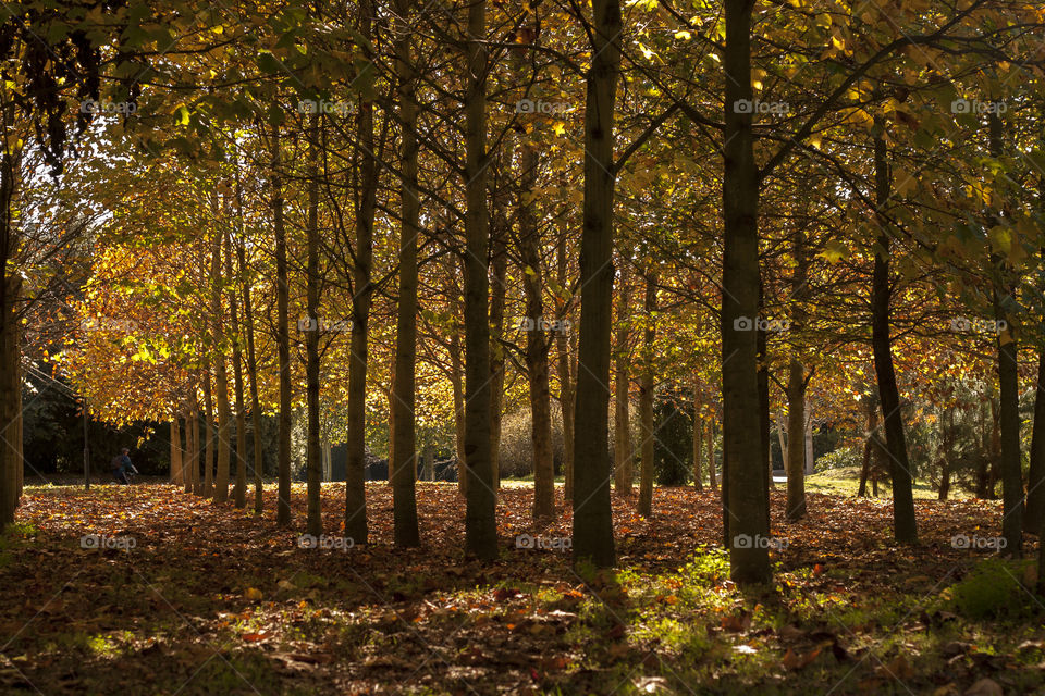 green ground nature wood by jmiguel