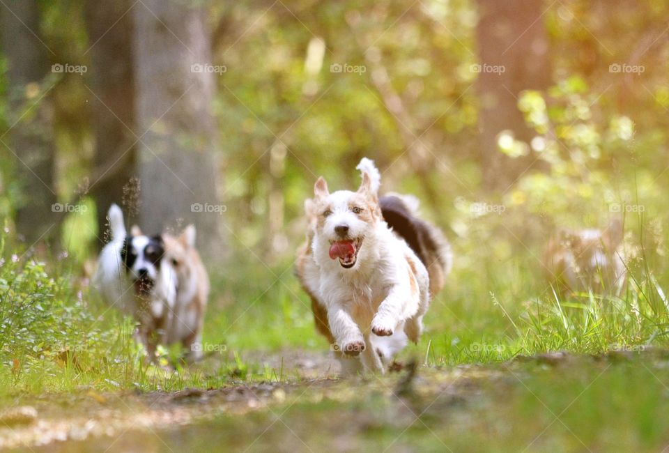 Happy dogs on adventure